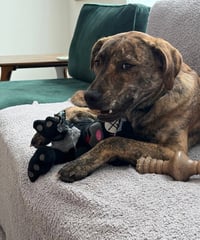 Tank (Darla's litter) - Photo 6