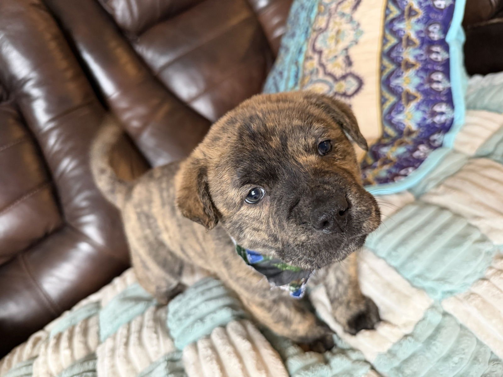 TANK (DARLA'S LITTER) - American Staffordshire Terrier available for adoption