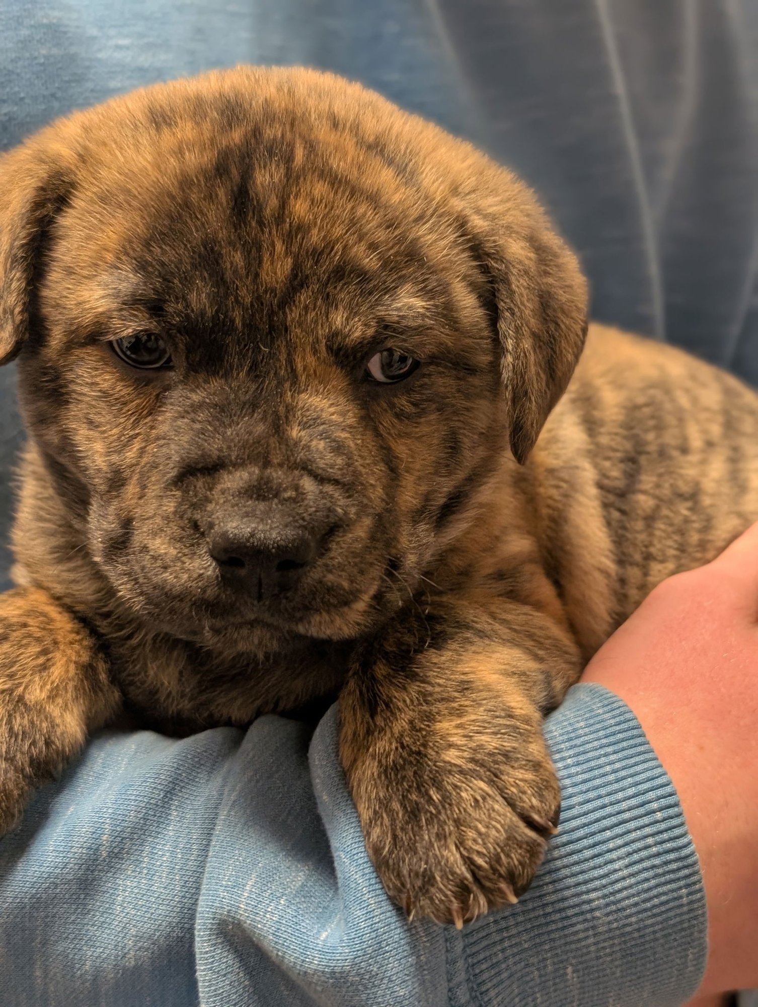 Tank (Darla's litter) - Photo 3