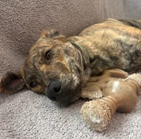 Tank (Darla's litter) - Photo 3