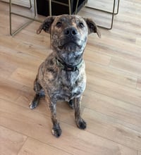 Tank (Darla's litter) - Photo 4
