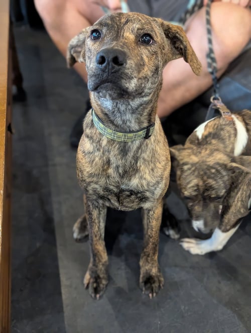 TANK (DARLA'S LITTER) - American Staffordshire Terrier / German Shepherd Dog available for adoption