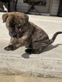 Tank (Darla's litter) - Photo 15