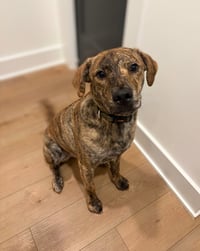 Tank (Darla's litter) - Photo 1
