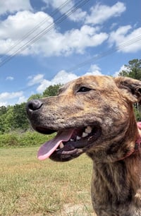 Tank (Darla's litter) - Photo 11