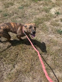 Tank (Darla's litter) - Photo 12
