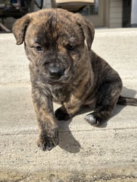 Tank (Darla's litter) - Photo 13