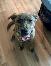 Tank (Darla's litter) - Photo 6