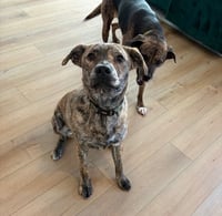 Tank (Darla's litter) - Photo 7