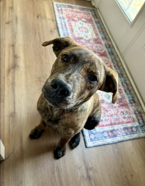 TANK (DARLA'S LITTER) - American Staffordshire Terrier / German Shepherd Dog available for adoption