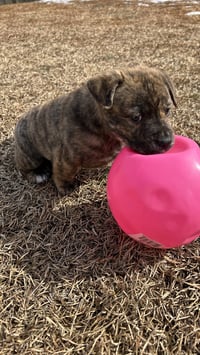 Tank (Darla's litter) - Photo 14
