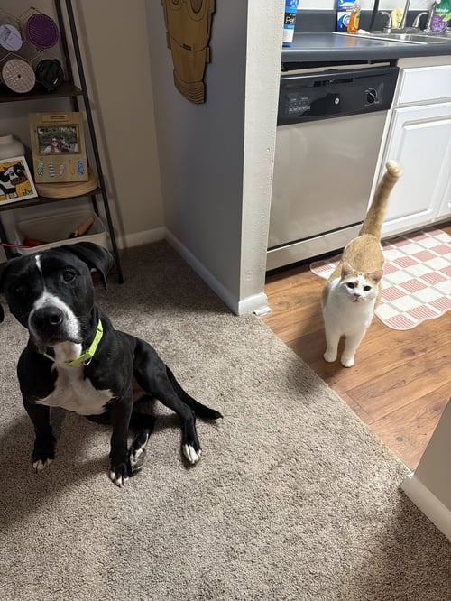 TOBY - Labrador Retriever / Terrier available for adoption