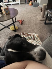 Toby - Photo 3