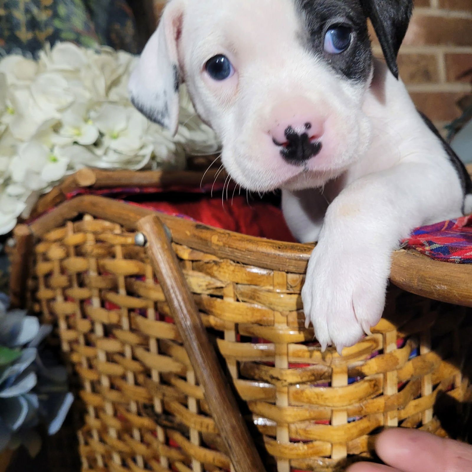 FANTA - ZELDA'S LITTER - Pit Bull Terrier / Terrier available for adoption