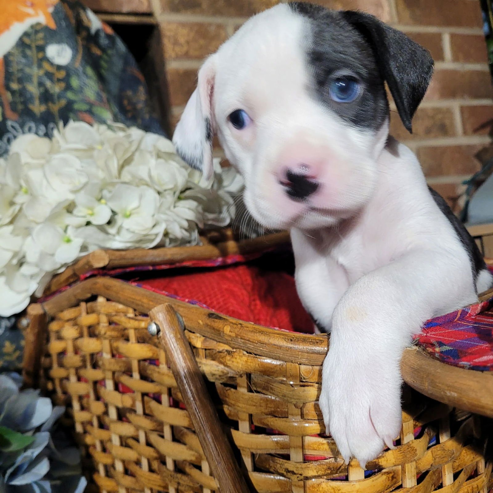 FANTA - ZELDA'S LITTER - Pit Bull Terrier / Terrier available for adoption