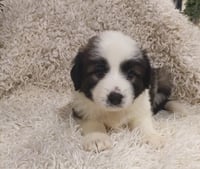 Belle - Disney Litter - Photo 1