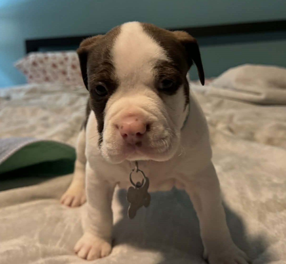 TITAN - THE WRECKING CREW - Boxer / Bulldog available for adoption