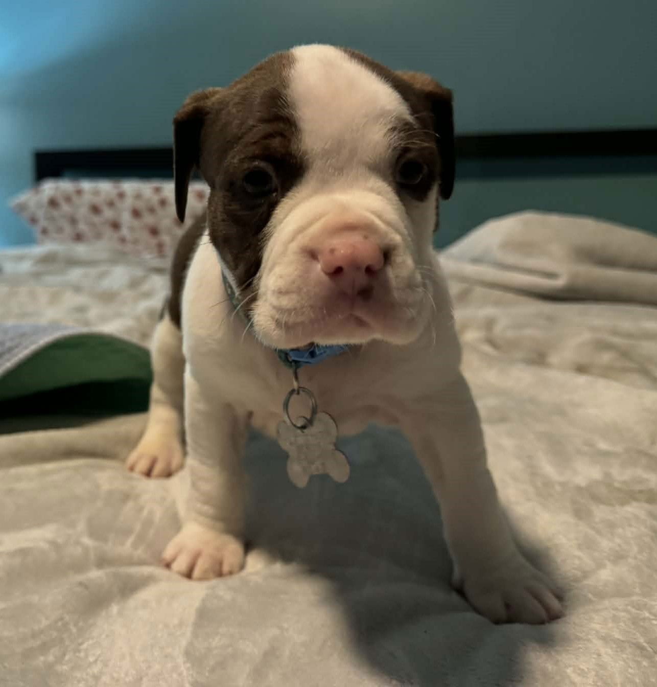 TITAN - THE WRECKING CREW - Boxer / Bulldog available for adoption