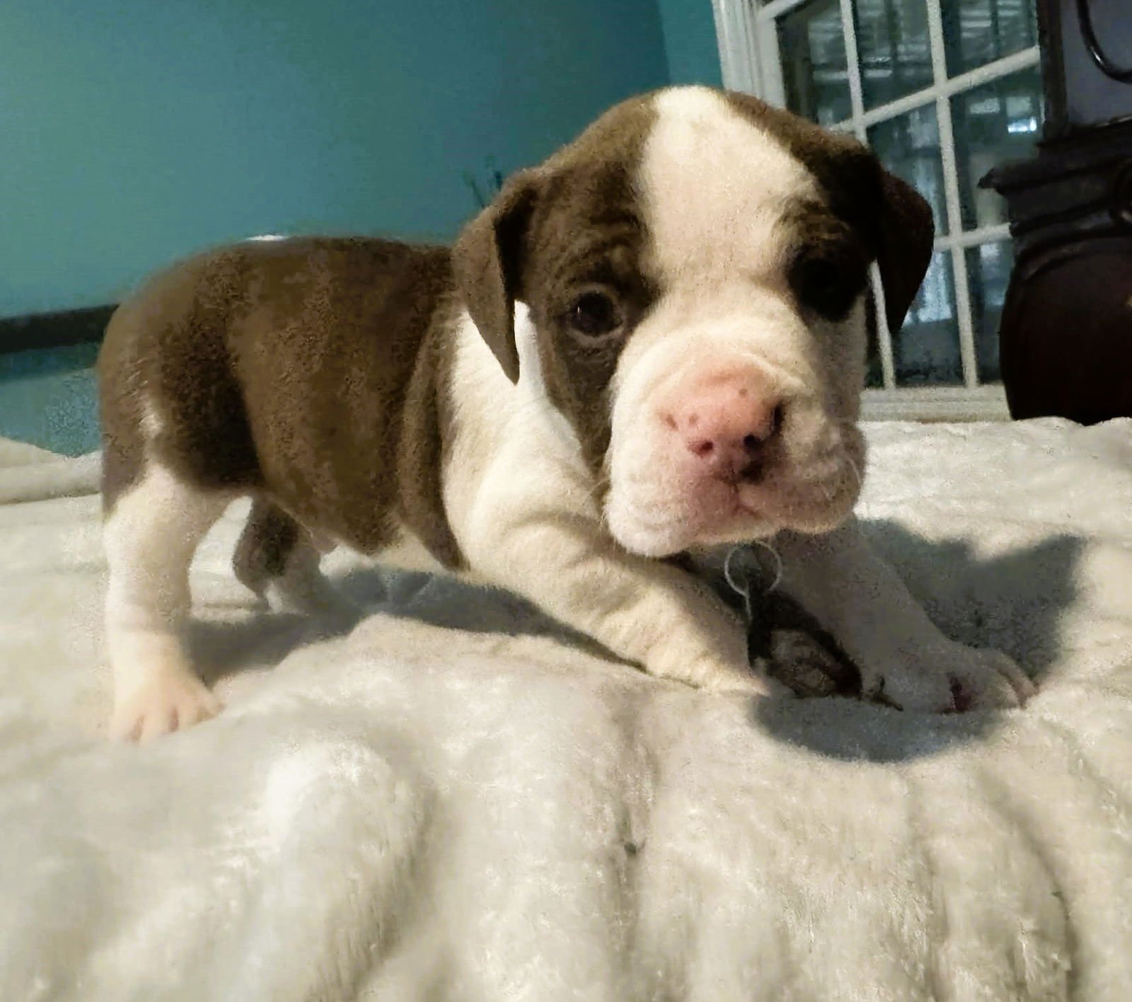 Titan - The Wrecking Crew - Photo 3