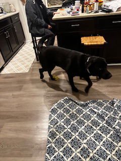 DOPEY AKA MAX - Labrador Retriever / Husky available for adoption