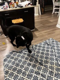 Dopey aka Max - Photo 3