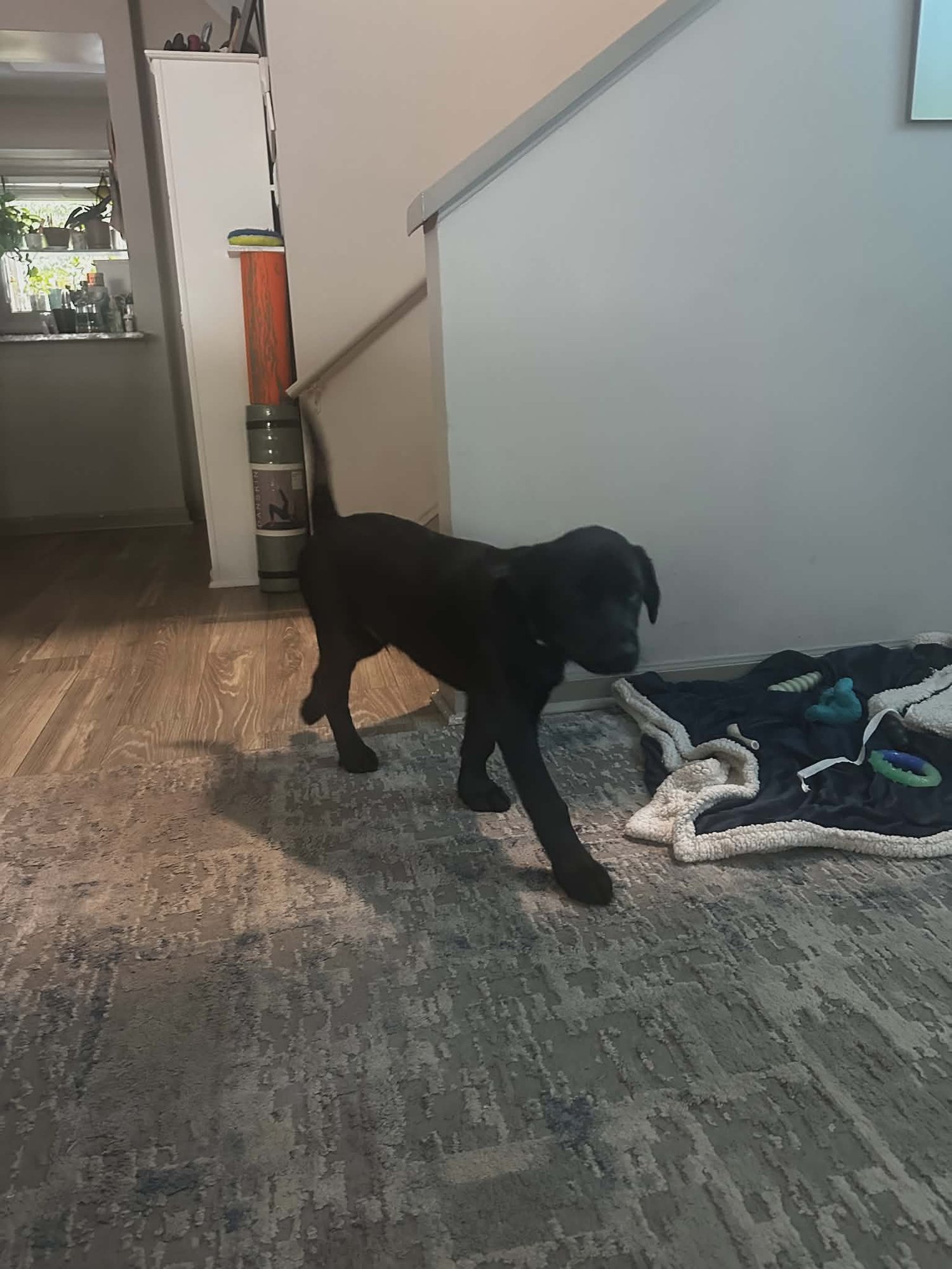 Dopey aka Max - Photo 4