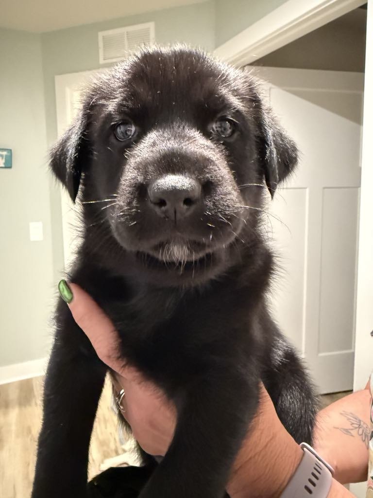 Dopey aka Max - Photo 5