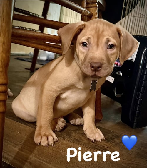 PIERRE- BELLES & BEAU LITTER