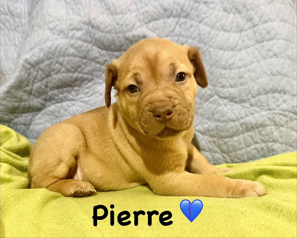 Pierre- Belles & Beau Litter Image
