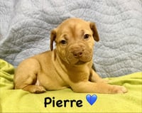 Pierre- Belles & Beau Litter - Photo 1