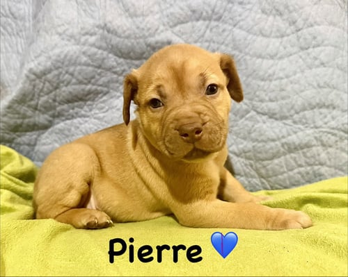 PIERRE- BELLES & BEAU LITTER - American Staffordshire Terrier available for adoption