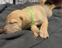 Pierre- Belles & Beau Litter - Photo 4