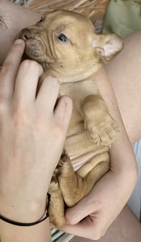 Pierre- Belles & Beau Litter - Photo 5