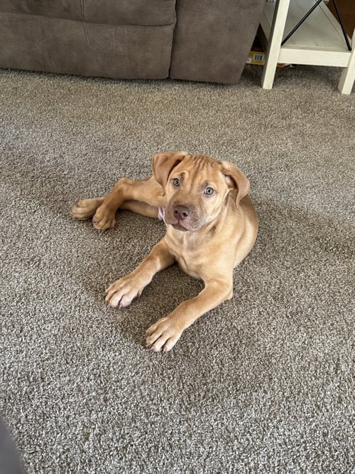 PIERRE- BELLES & BEAU LITTER - American Staffordshire Terrier available for adoption