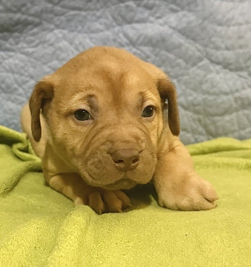 PIERRE- BELLES & BEAU LITTER - American Staffordshire Terrier available for adoption