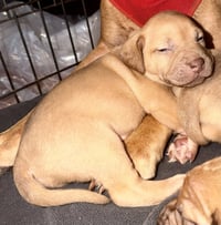 Pierre- Belles & Beau Litter - Photo 3