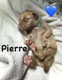 Pierre- Belles & Beau Litter - Photo 6