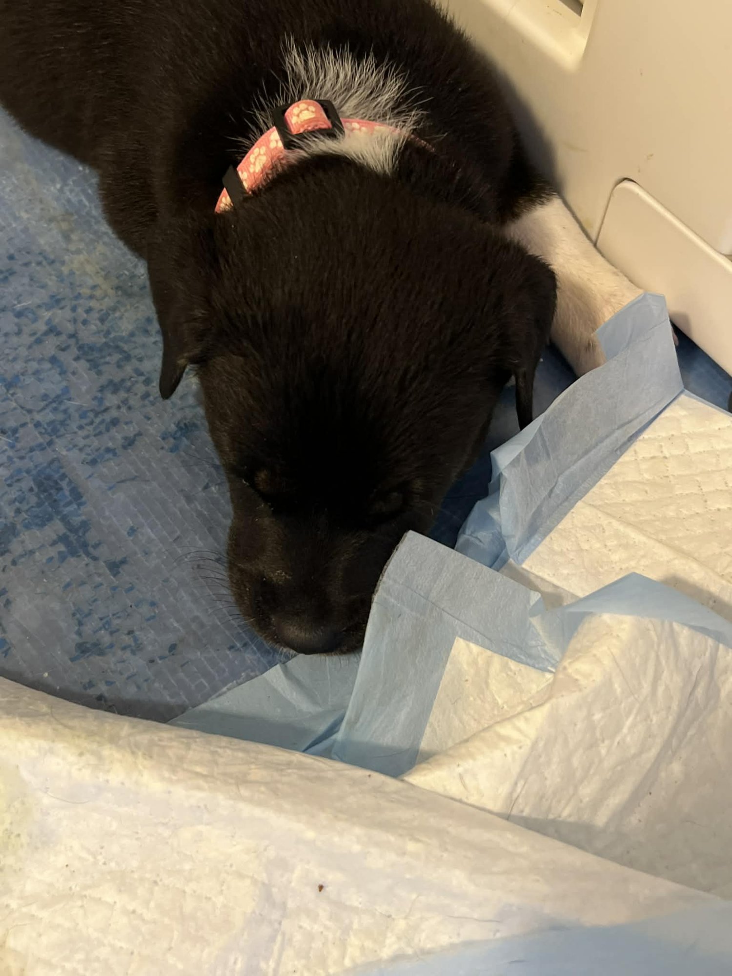 ROSE - FLOWER POWER LITTER - American Pit Bull Terrier / Labrador Retriever available for adoption