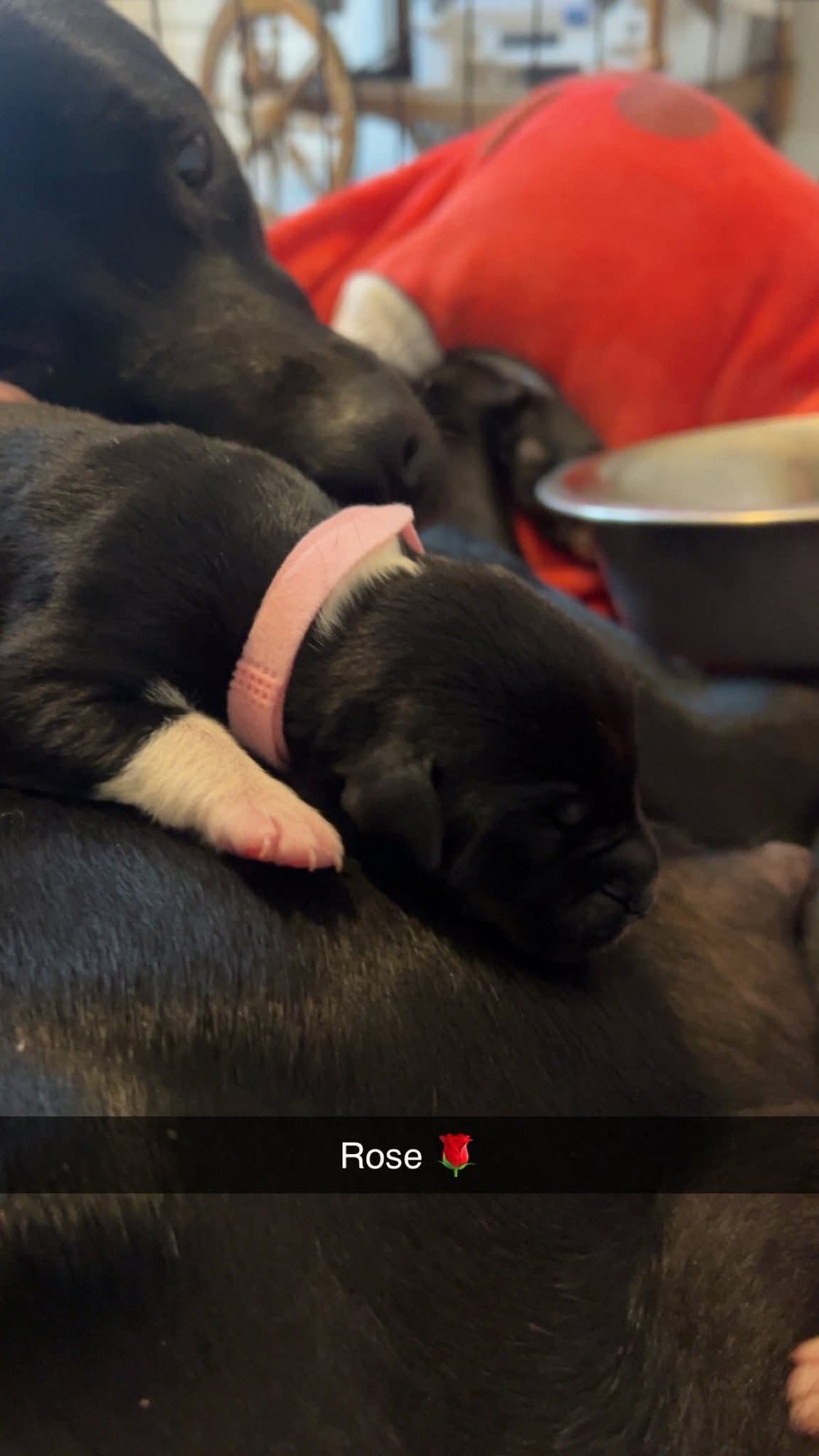 ROSE - FLOWER POWER LITTER - American Pit Bull Terrier / Labrador Retriever available for adoption