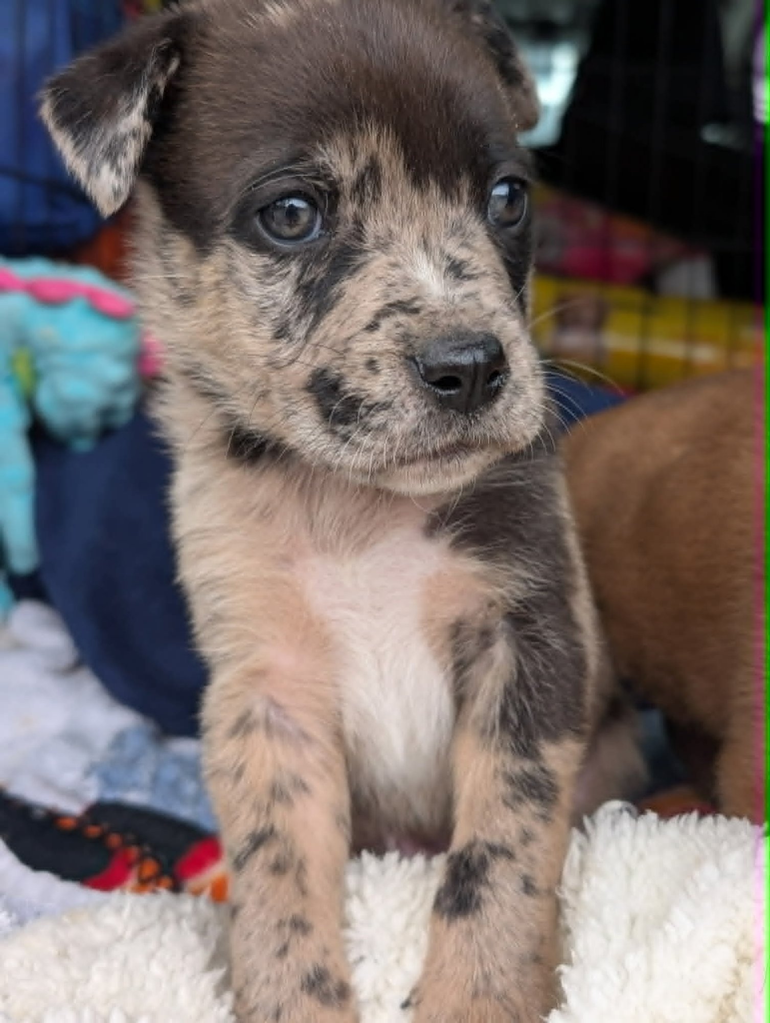 GROWLER - BEER LITTER - Shepherd / Hound available for adoption