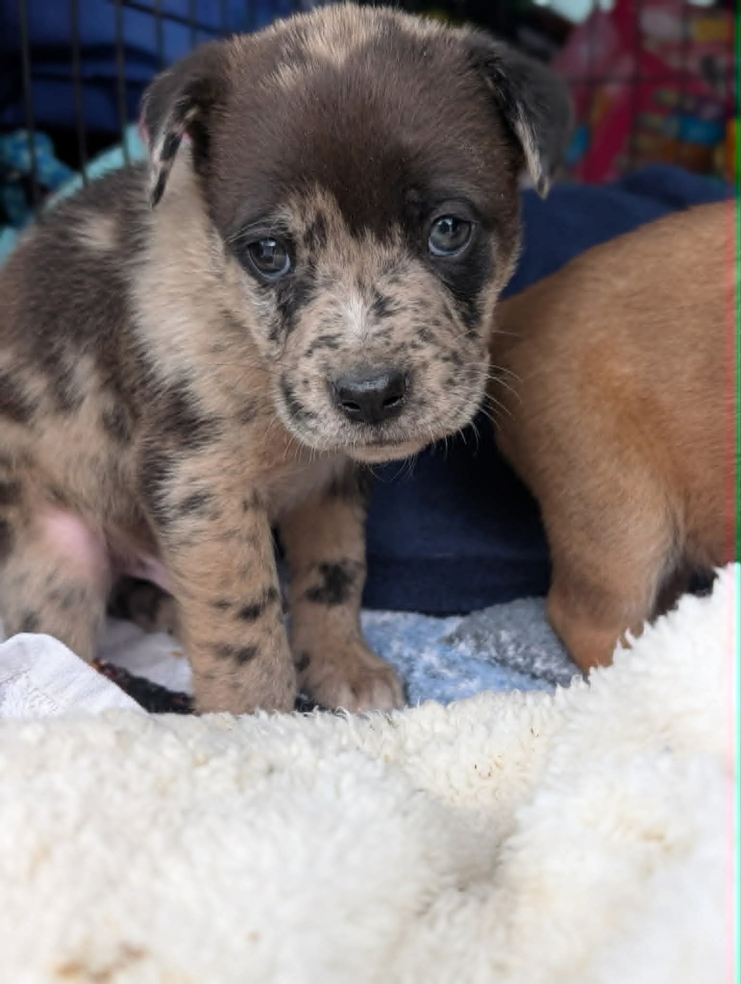 GROWLER - BEER LITTER - Shepherd / Hound available for adoption