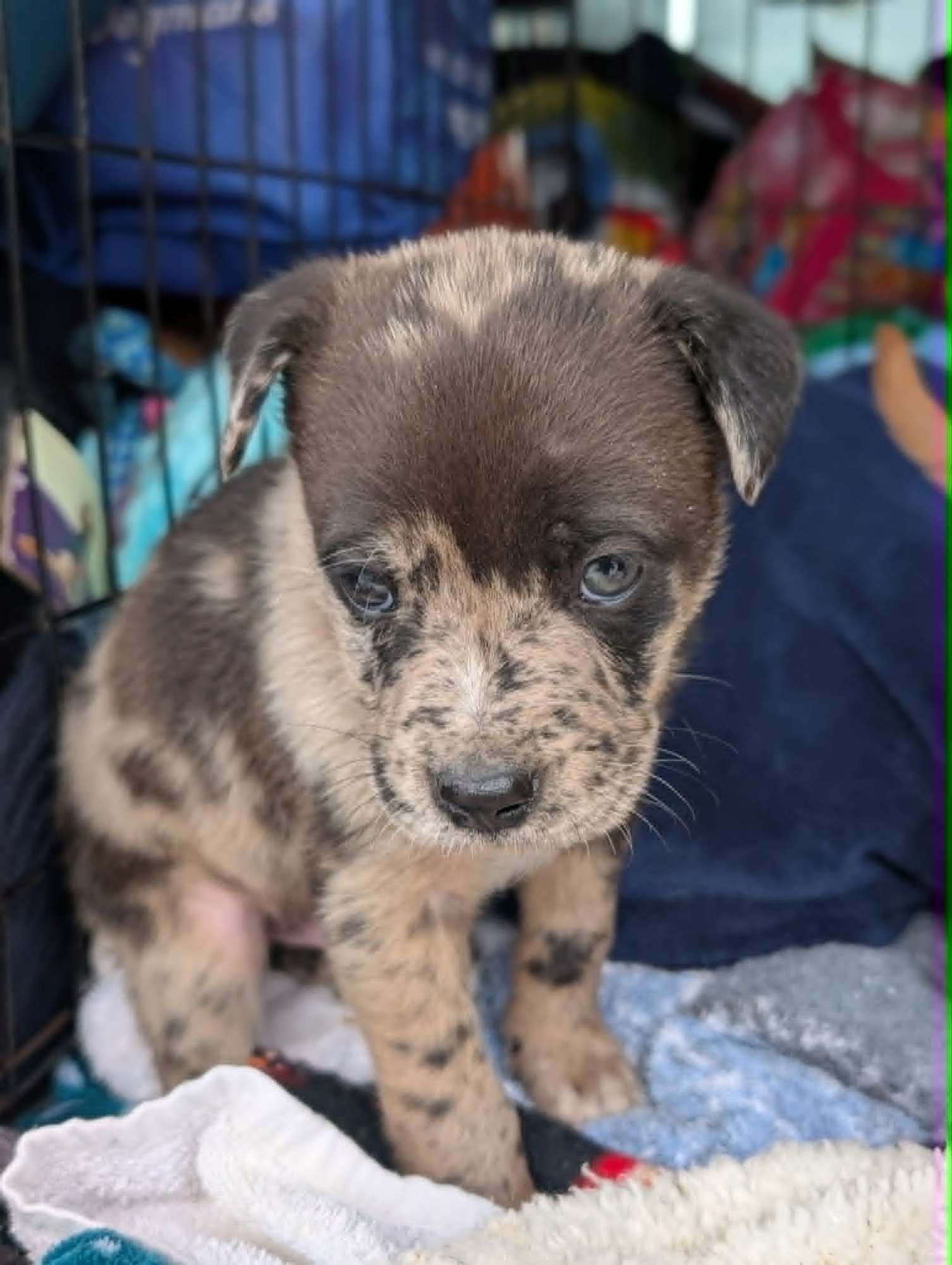 Growler - Beer Litter - Photo 3