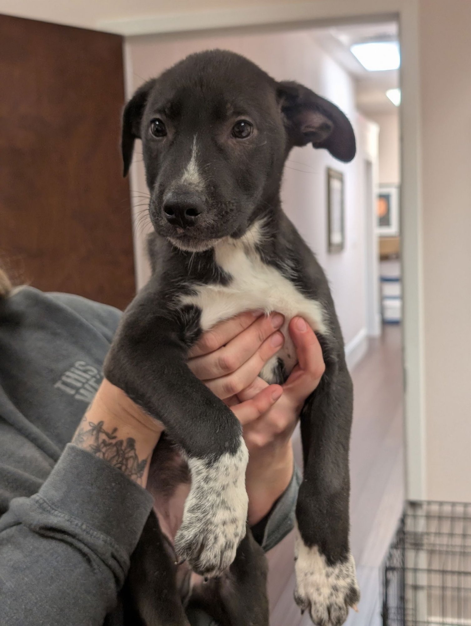 TYLER - Shepherd available for adoption