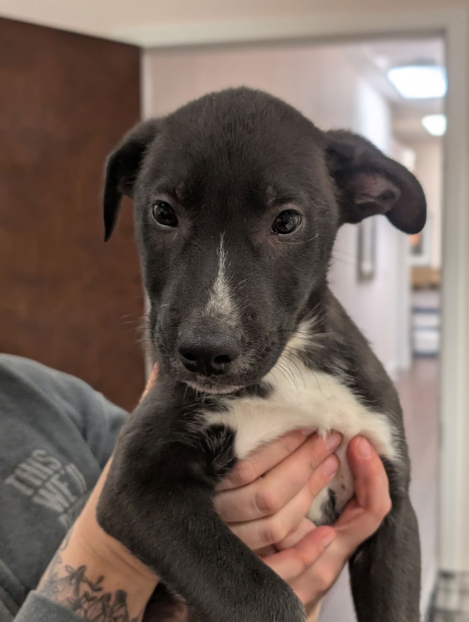 TYLER - Shepherd available for adoption