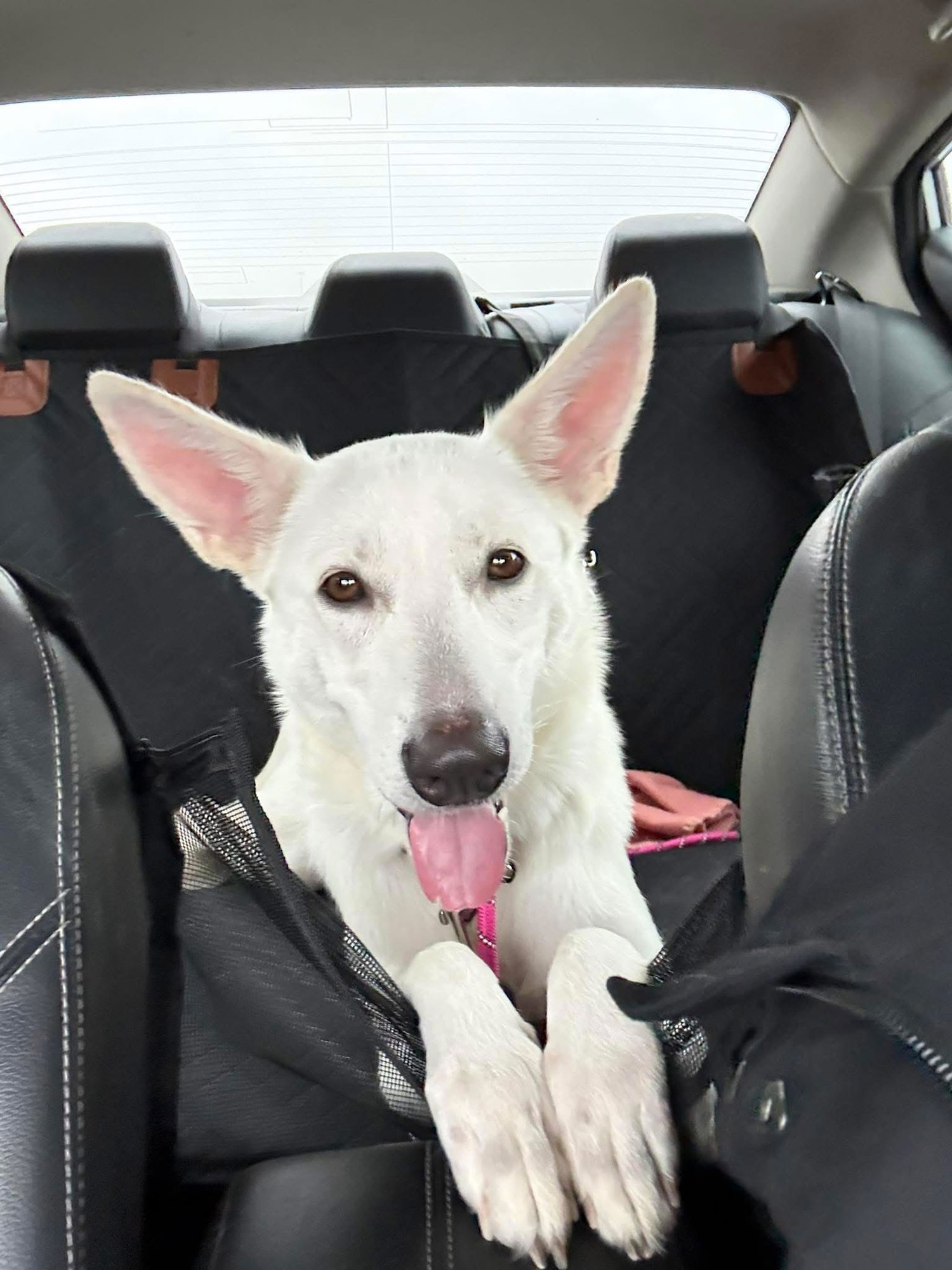 ALASKA - White German Shepherd / Australian Shepherd available for adoption