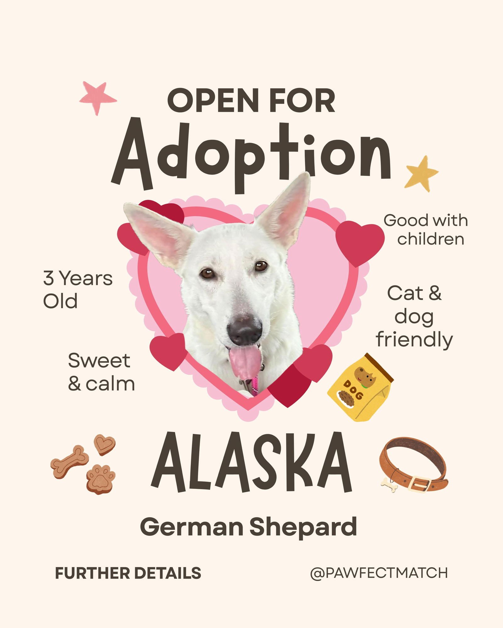 ALASKA - White German Shepherd / Australian Shepherd available for adoption