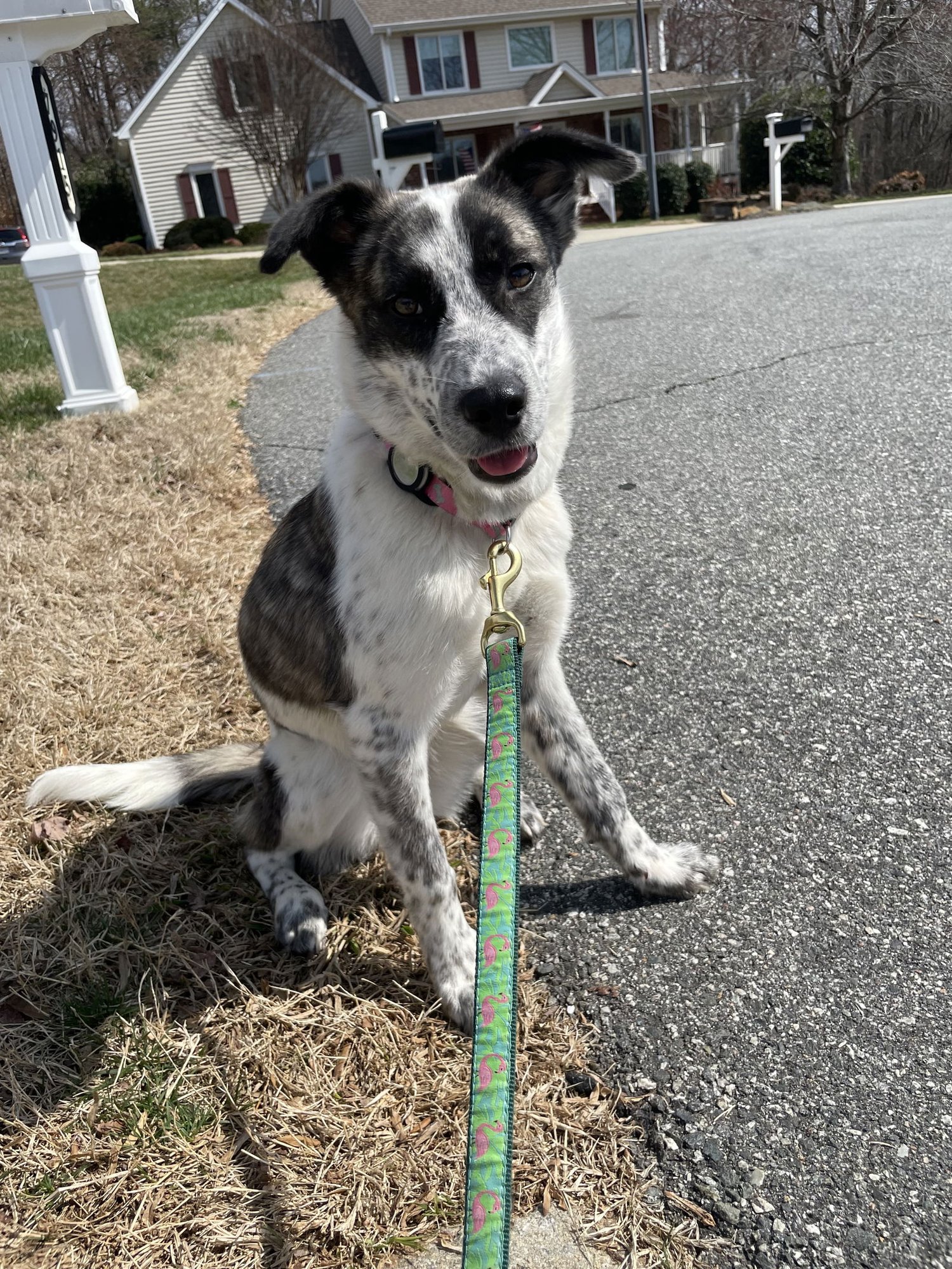 POPPY - Cattle Dog available for adoption