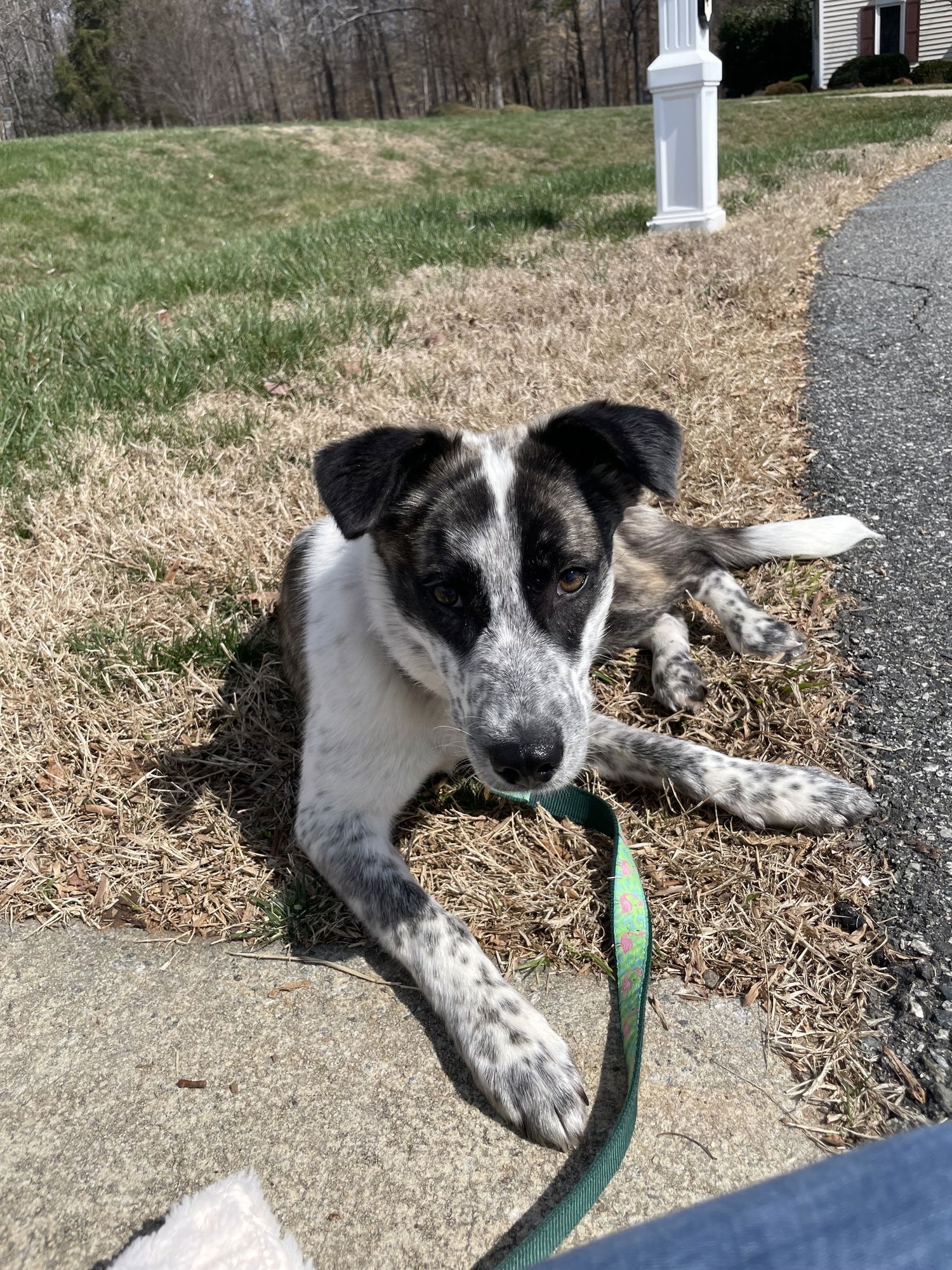 POPPY - Cattle Dog available for adoption