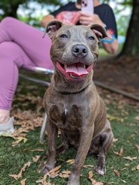 Athena the Pittie - Photo 7