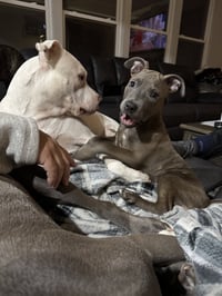 Athena the Pittie - Photo 16